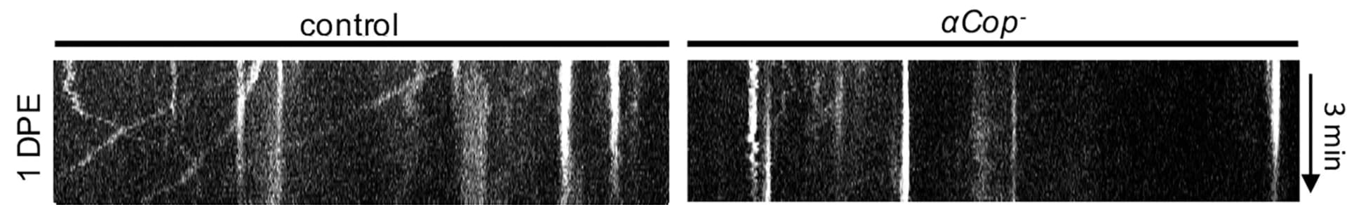 Open access visualization of Microscopy, Gel, Kymographs, Mitochondria, Mitochondrial motility