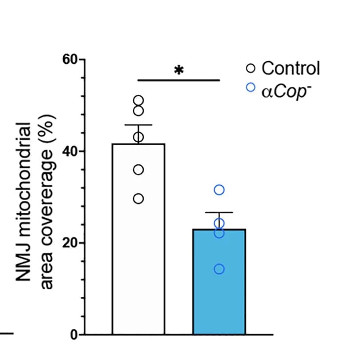 Open access visualization of Bar Plot, Error Bars, Scatter Plot, Mitochondria, Control
