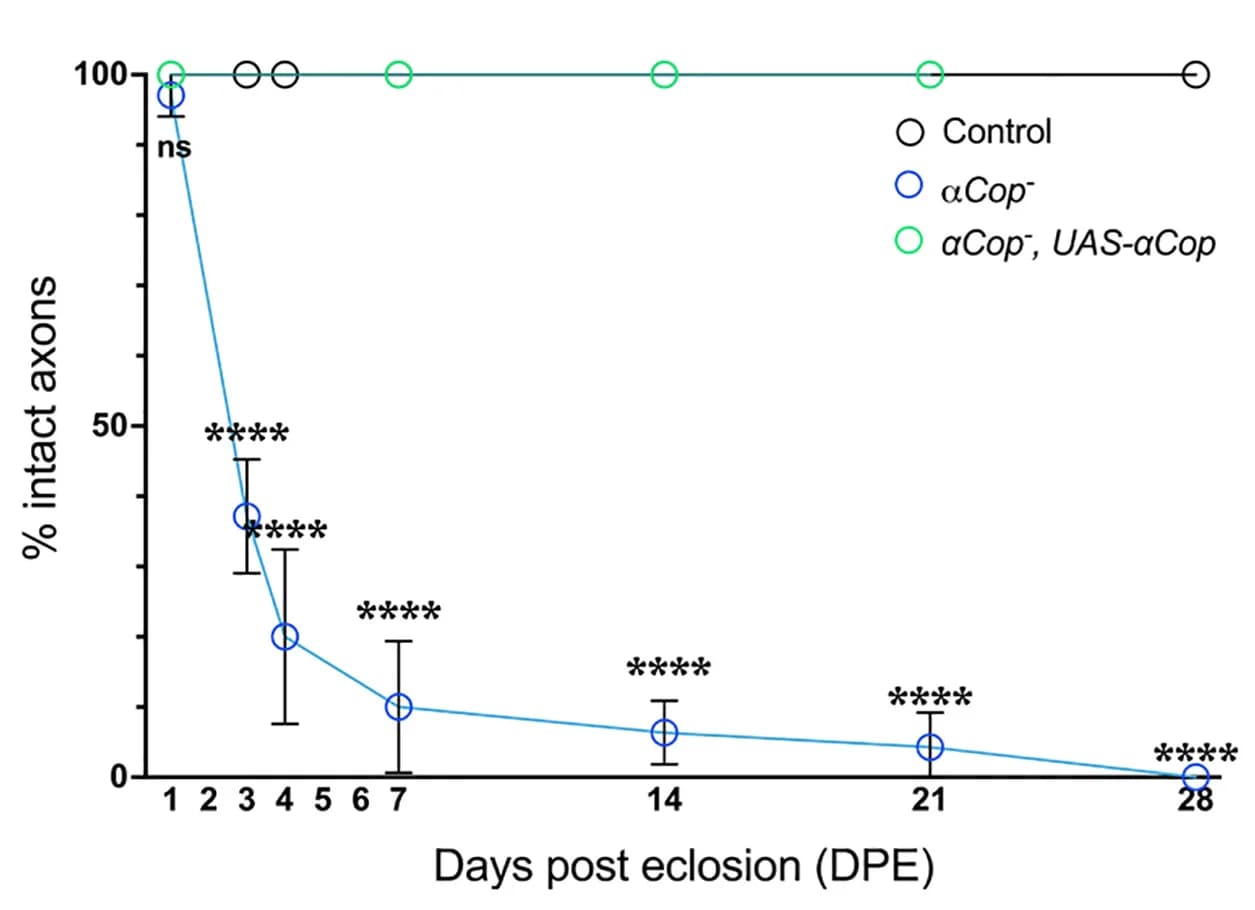 Open access visualization of Line Plot, Error Bars, Axons, Control, alphaCOP-mutant