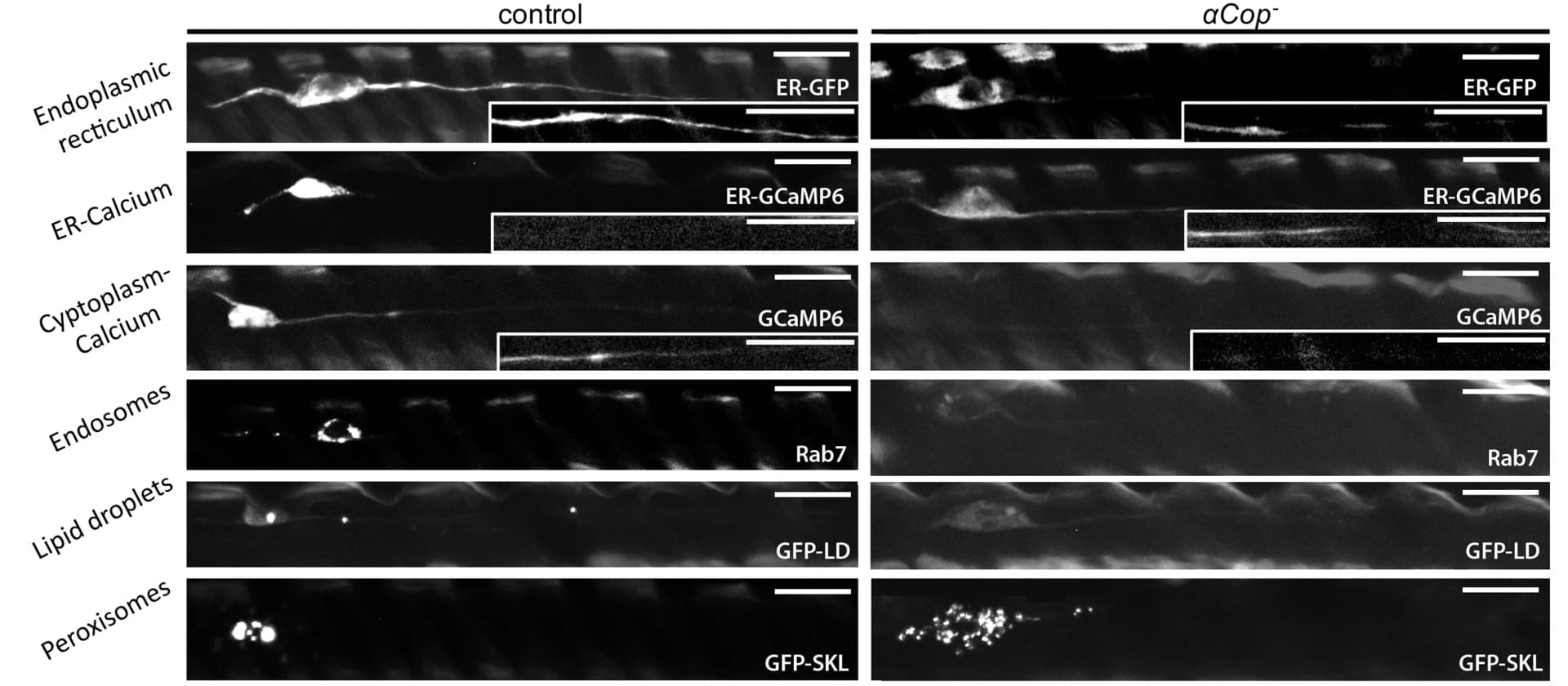 Open access visualization of Microscopy, Organelle markers, Ca2+ indicators, Clonal neurons, Control
