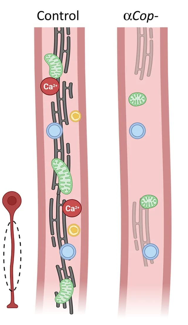 Open access visualization of Illustration, alphaCOP, Axons, ER, ER-associated organelles