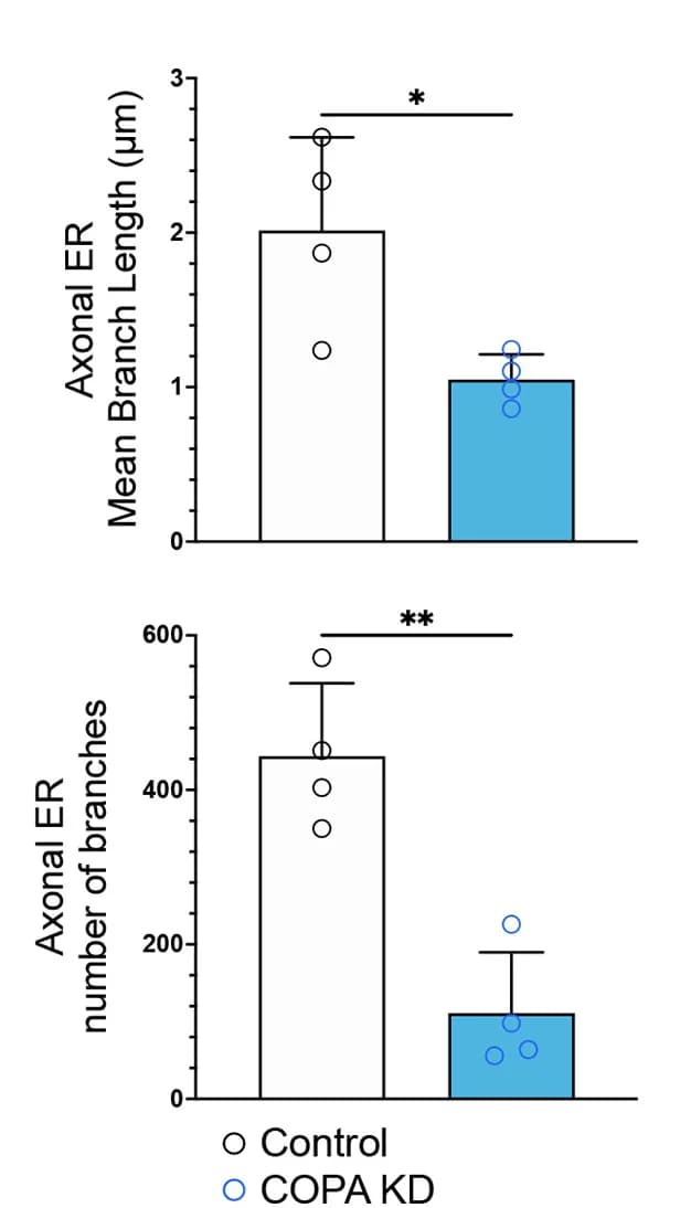 Open access visualization of Bar Plot, Error Bars, Scatter Plot, ER branches, In vitro