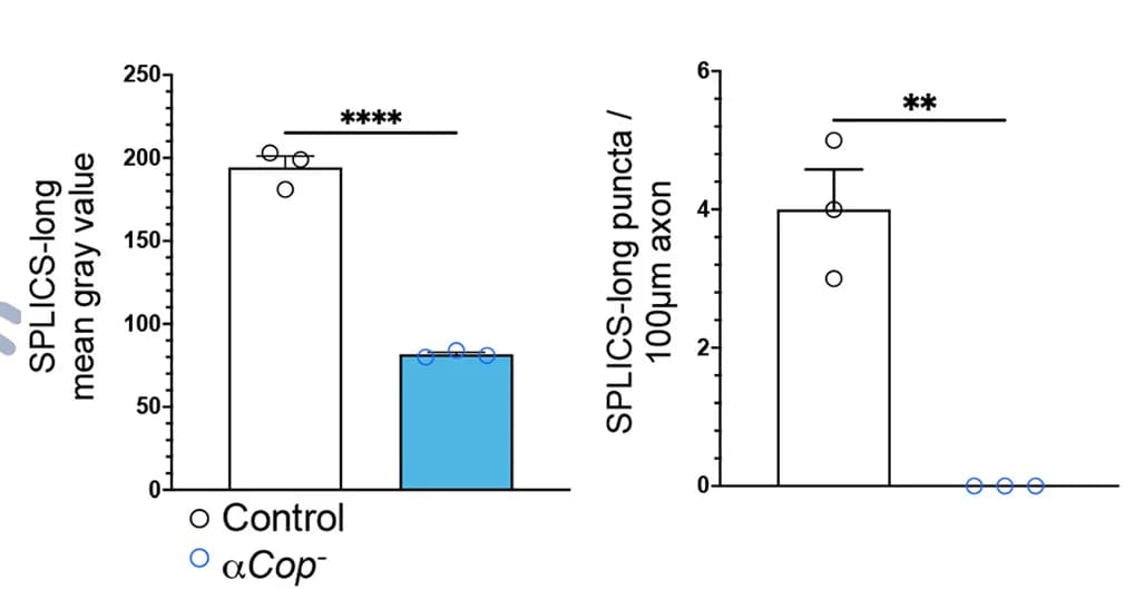 Open access visualization of Bar Plot, Error Bars, SPLICS-long MERCS, alphaCOP-cell bodies, Axons