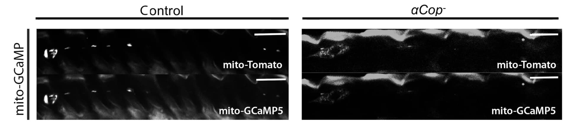 Open access visualization of Microscopy, UAS-mitoGCaMP5, Mitochondria, Luminal Ca2+, UAS-mito::tdTomato