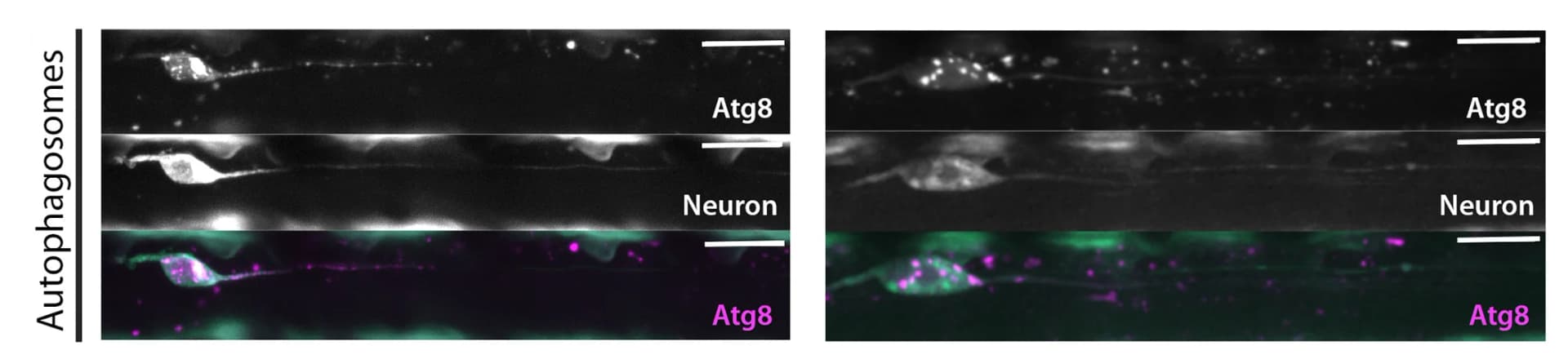 Open access visualization of Microscopy, UAS-mCherry::Atg8, Neuronal Clones, Autophagosomes