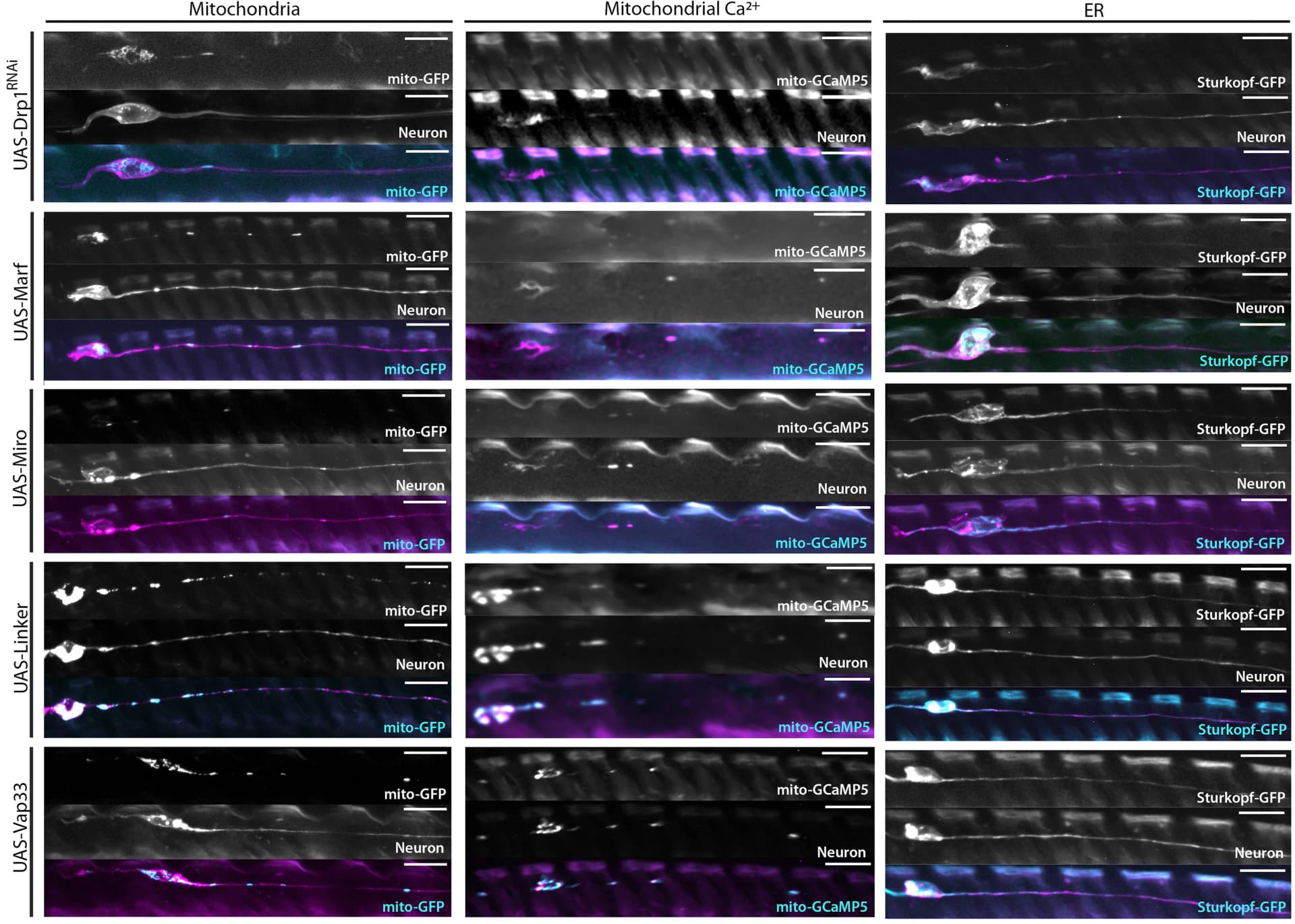 Open access visualization of Microscopy, ER, Mitochondria, Drosophila, Neurons