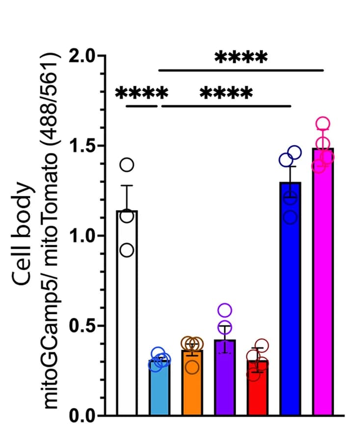 Open access visualization of Bar Plot, Error Bars, Scatter Plot, MERCS, Mitochondrial Ca2+ levels