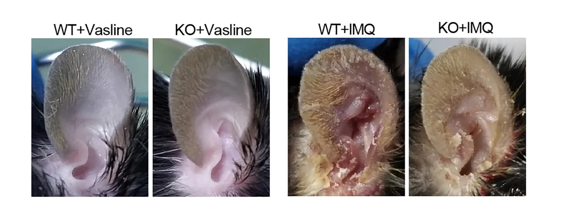 Open access visualization of Photo, WT Mice, Slc38a5 Mice, IMQ Cream, Vaseline Cream