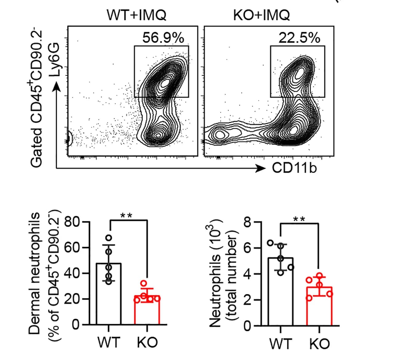 Open access visualization of Scatter Plot, Bar Plot, WT Mice, Slc38a5 Mice, IMQ Cream