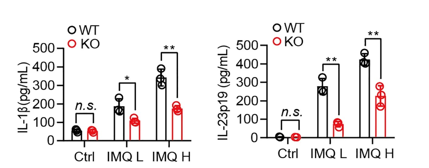 Open access visualization of Bar Plot, Error Bars, Clustered, Scatter Plot, BMDCs
