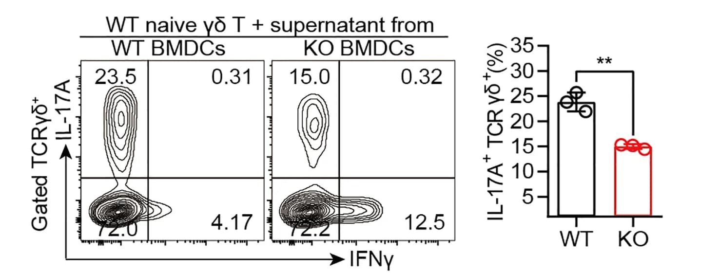 Open access visualization of Bar Plot, Scatter Plot, BMDCs, WT Mice, Slc38a5−/− Mice