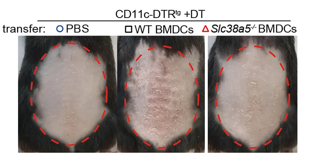 Open access visualization of Photo, Diphtherin, Itgax (CD11c)-DTR Mice, BMDCs, WT Mice