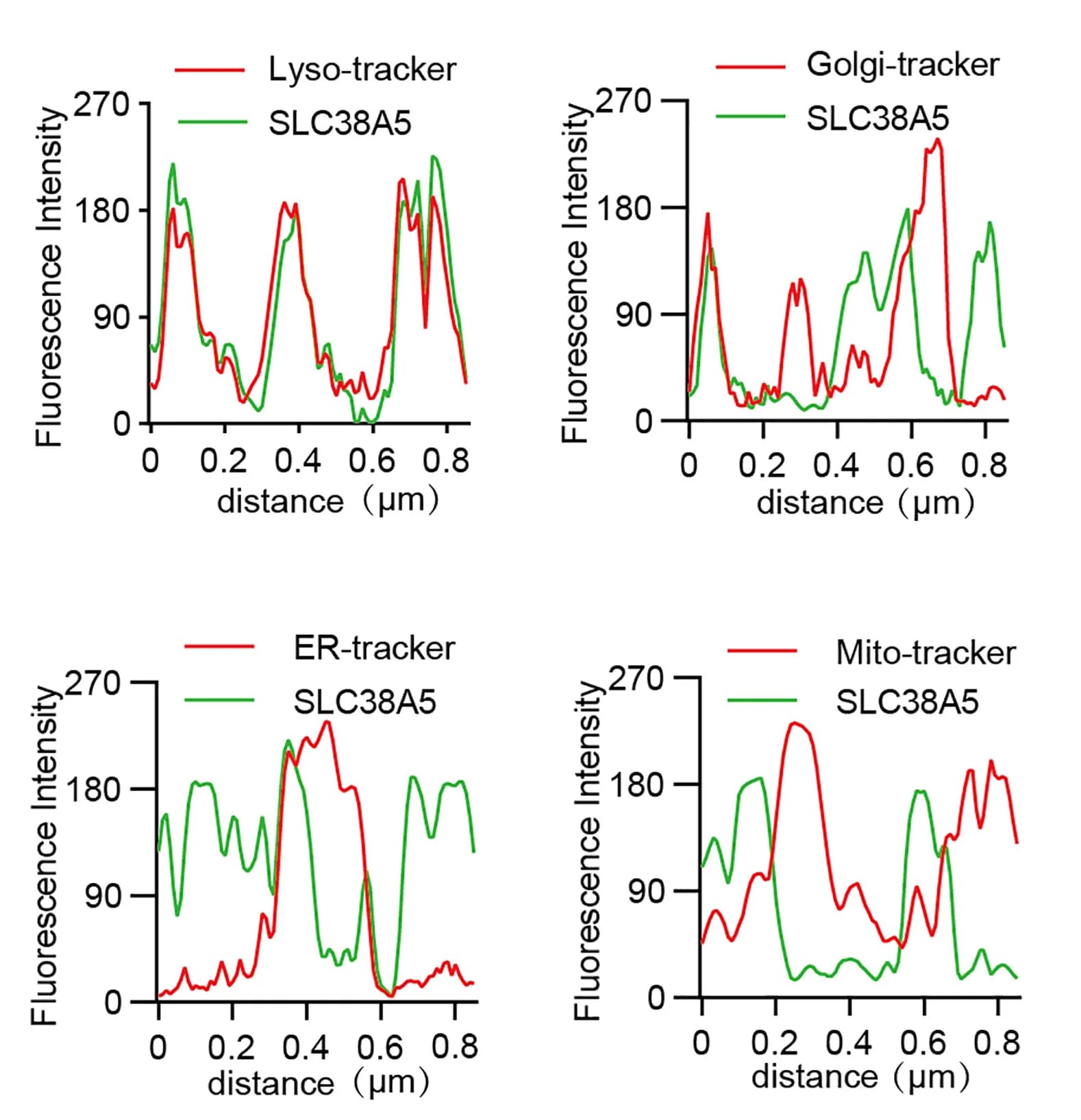 Open access visualization of Line Plot, Fluorescence Co-localization, SLC38A5, Organelles Tracker, ImageJ