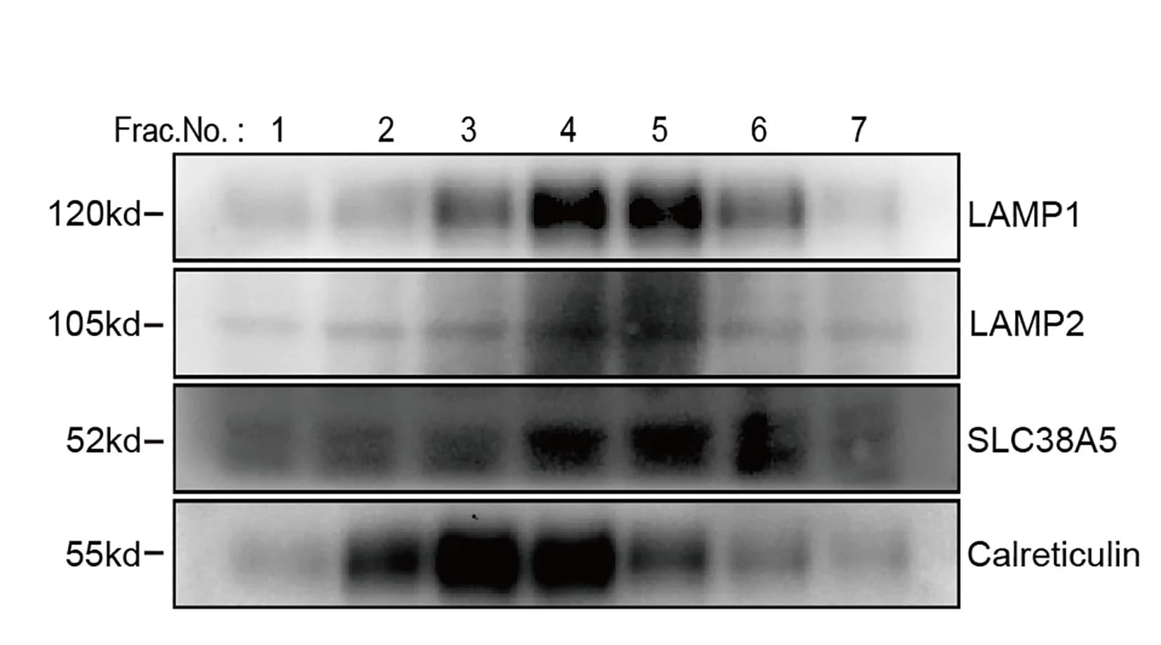 Open access visualization of Gel, Cell Homogenates, BMDCs, Opti-Prep, Density-Gradient Ultracentrifugation