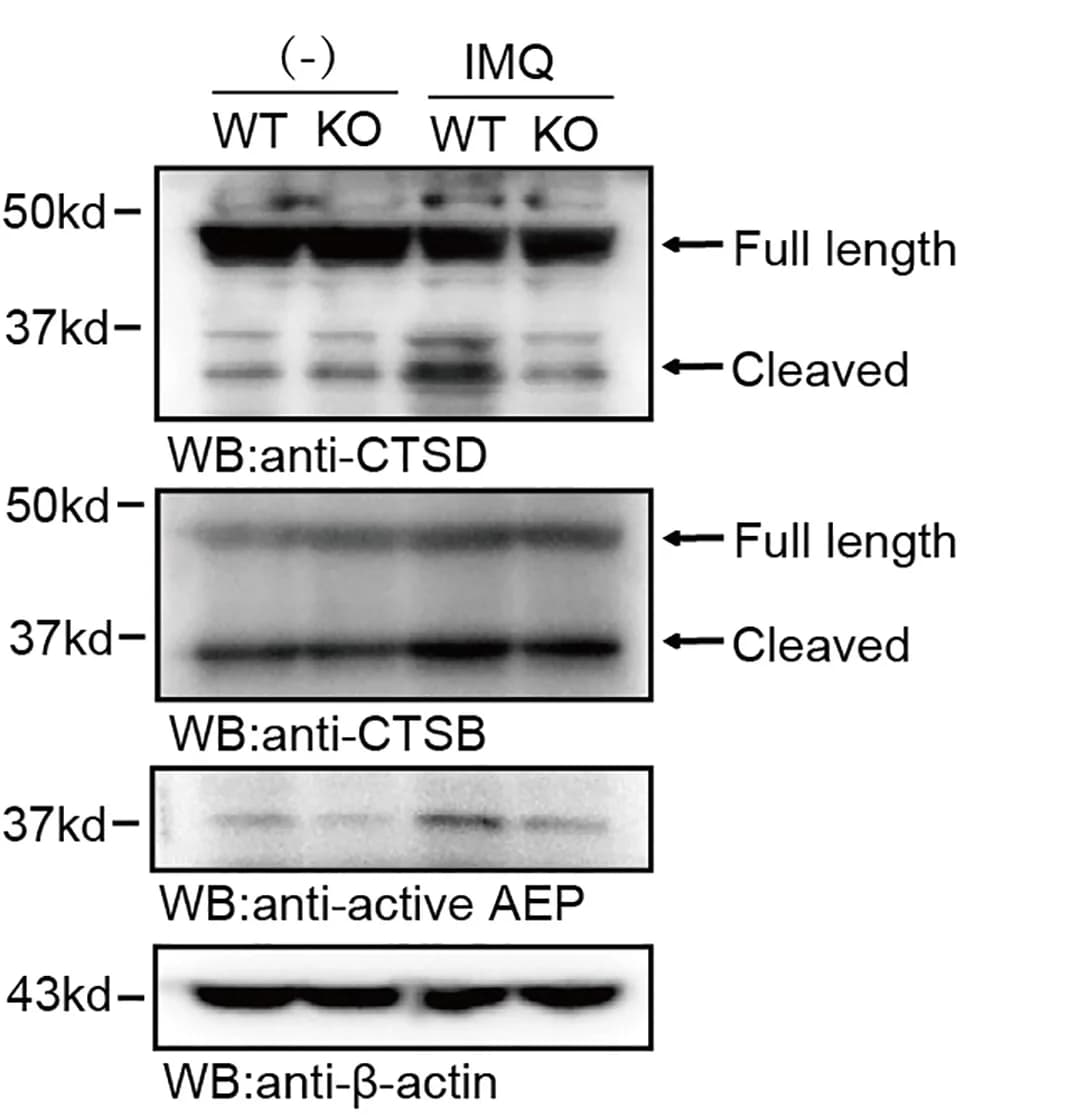 Open access visualization of Gel, Wild-Type, Slc38a5−/− BMDCs, IMQ, Cathepsind