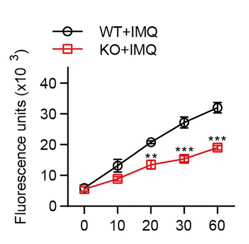 Open access visualization of Line Plot, Error Bars, Wild-Type, Slc38a5−/− BMDCs, IMQ