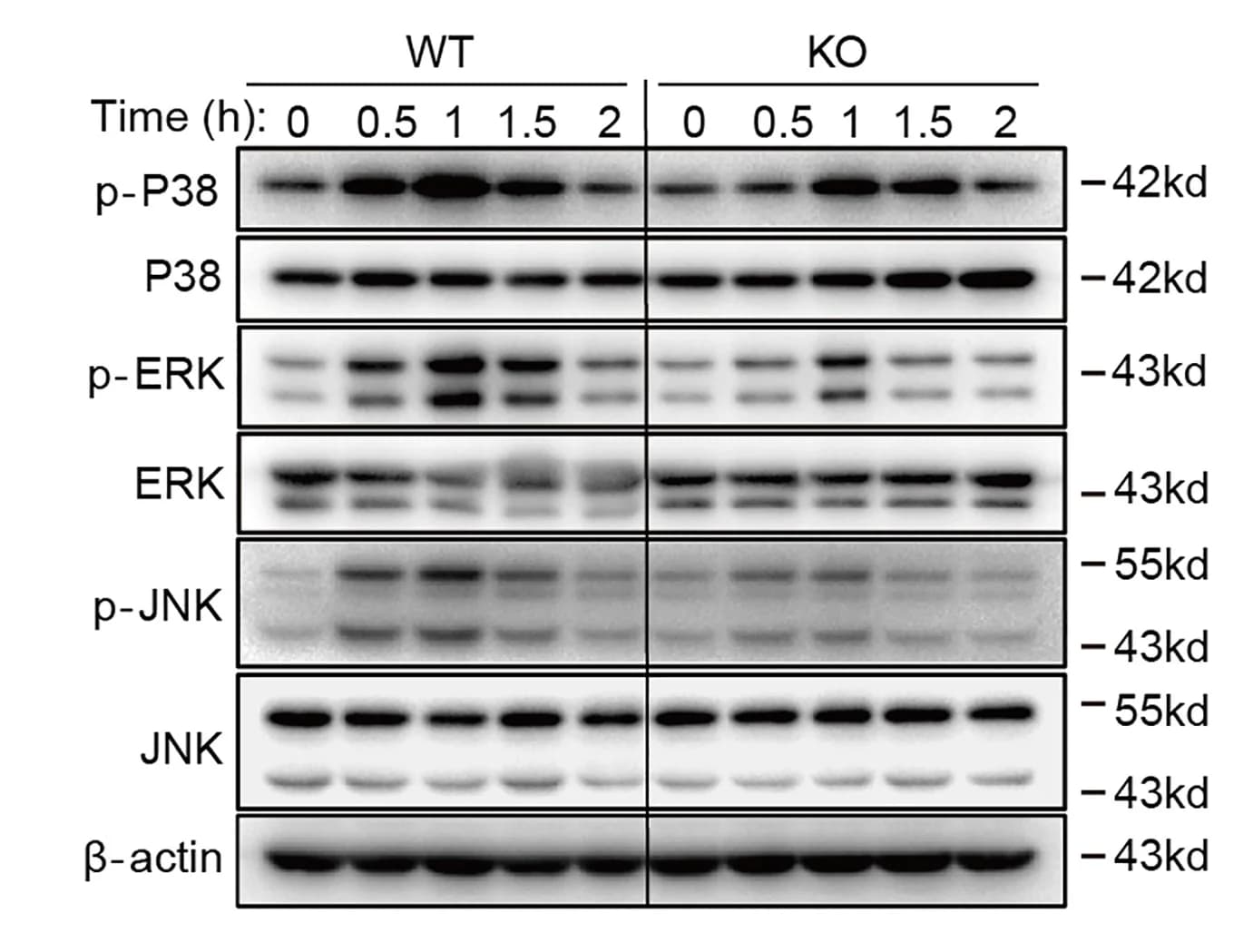 Open access visualization of Gel, Wild-Type, Slc38a5−/− BMDCs, IMQ, Protein Expression