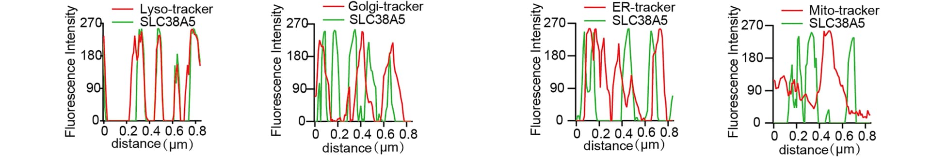 Open access visualization of Line Plot, Fluorescence Co-localization, SLC38A5, Subcellular Organelles Tracker, ImageJ Software