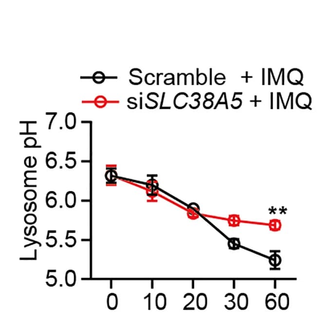 Open access visualization of Line Plot, Error Bars, Monocyte-Derived DCs, SLC38A5-siRNA, Control siRNA