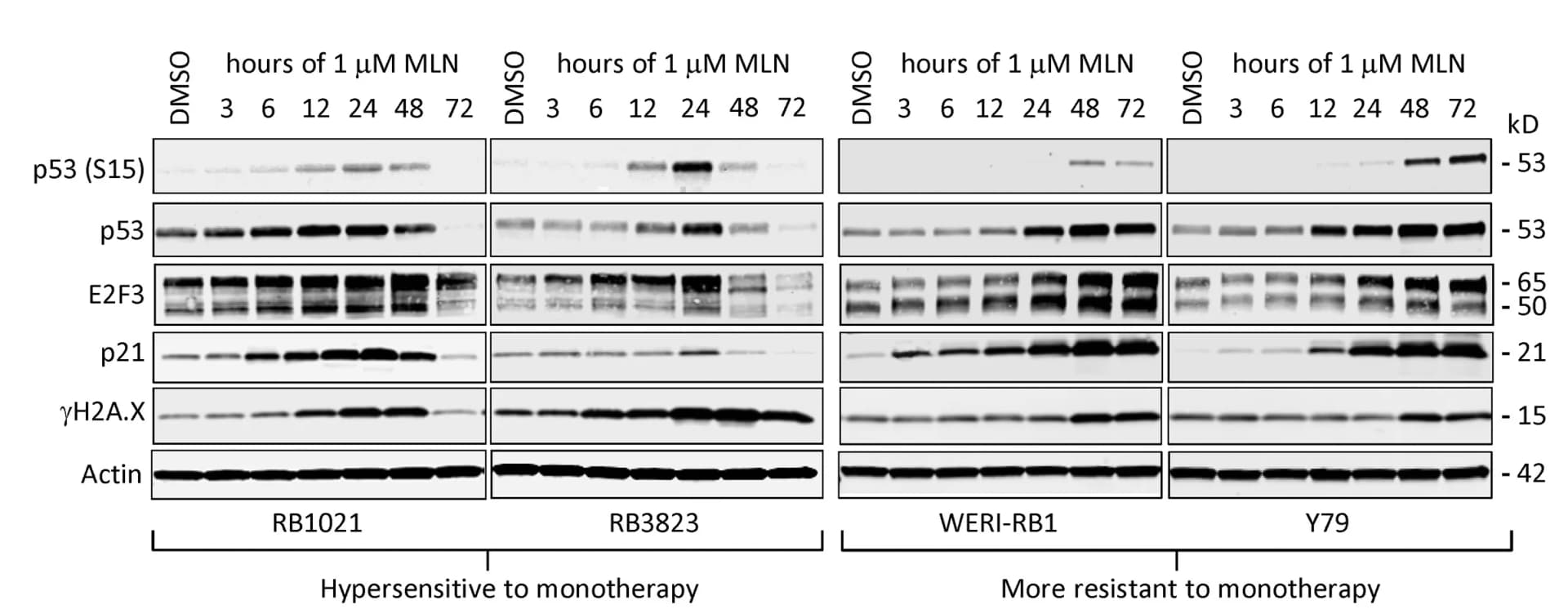 Open access visualization of Gel, Western Blot, MLN, p53, E2F3