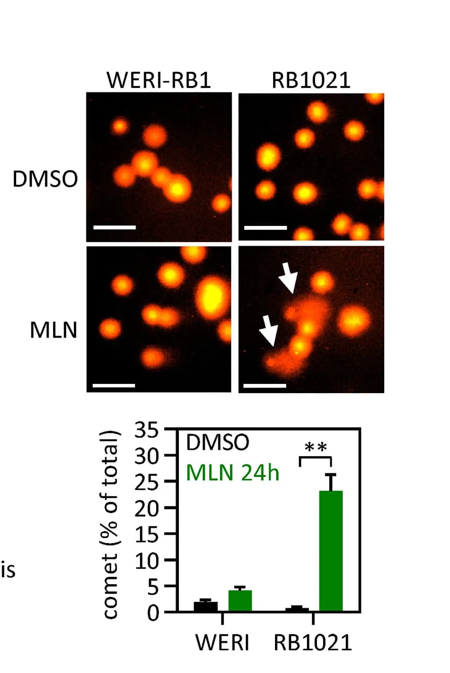Open access visualization of Bar Plot, Error Bars, Microscopy, MLN, DNA double-strand breaks