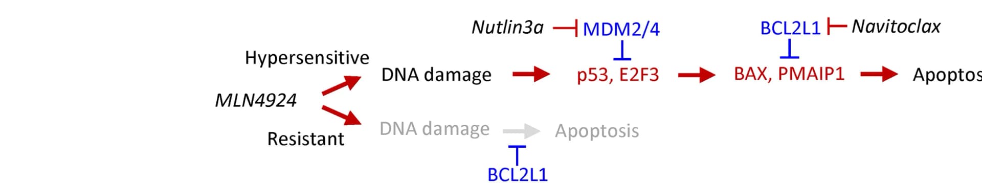 Open access visualization of Workflow, Flowchart, MLN hypersensitivity, MLN4924, Drug synergy