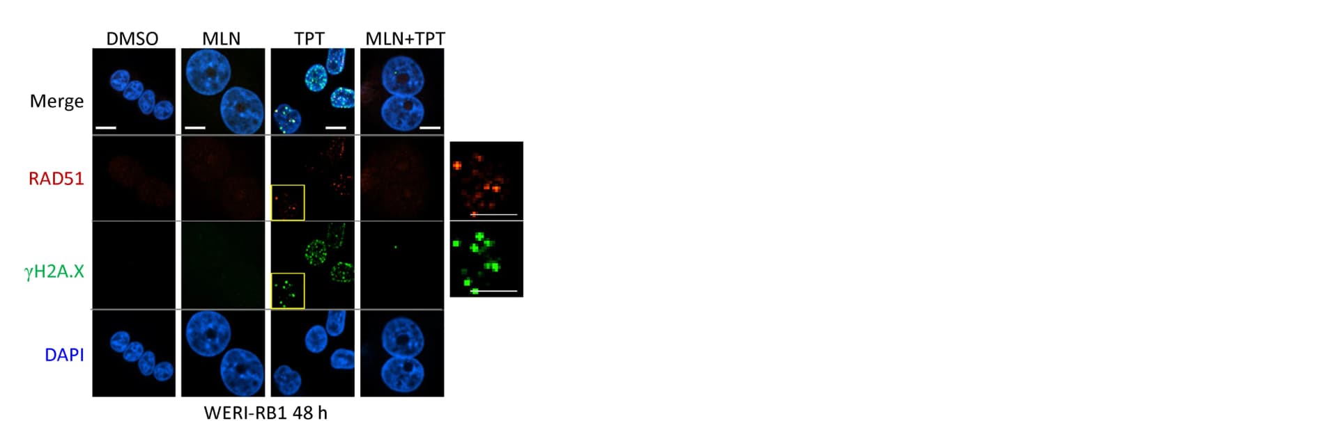 Open access visualization of Microscopy, WERI-RB1 Cells, Immunofluorescence, Nuclei, DAPI
