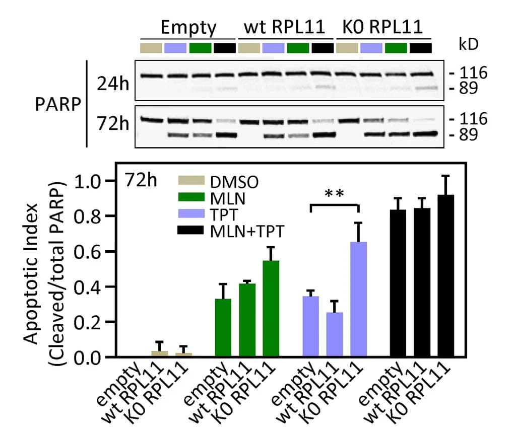 Open access visualization of Bar Plot, Error Bars, Gel, WERI-RB1 Cells, Apoptosis