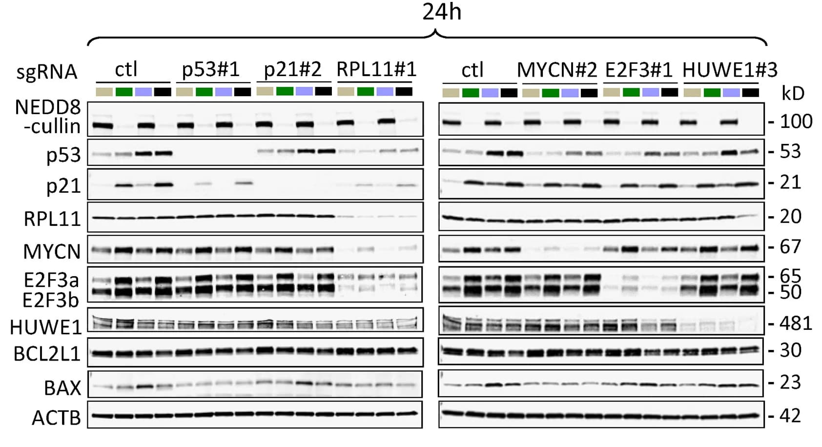 Open access visualization of Gel, WERI-RB1 Cells, sgRNA Viruses, DMSO, MLN
