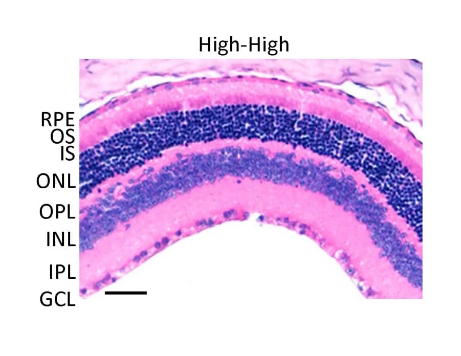 Open access visualization of Microscopy, H&E Staining, Retina, Electroretinogram, ERG