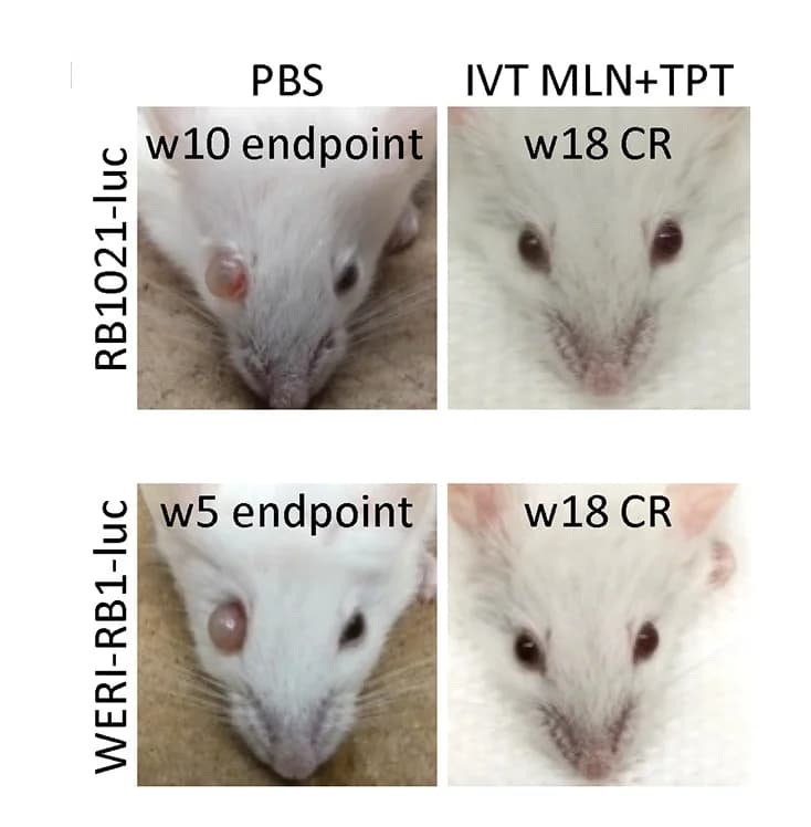 Open access visualization of Photo, Mice, Vehicle, Combination Therapy, Complete Response
