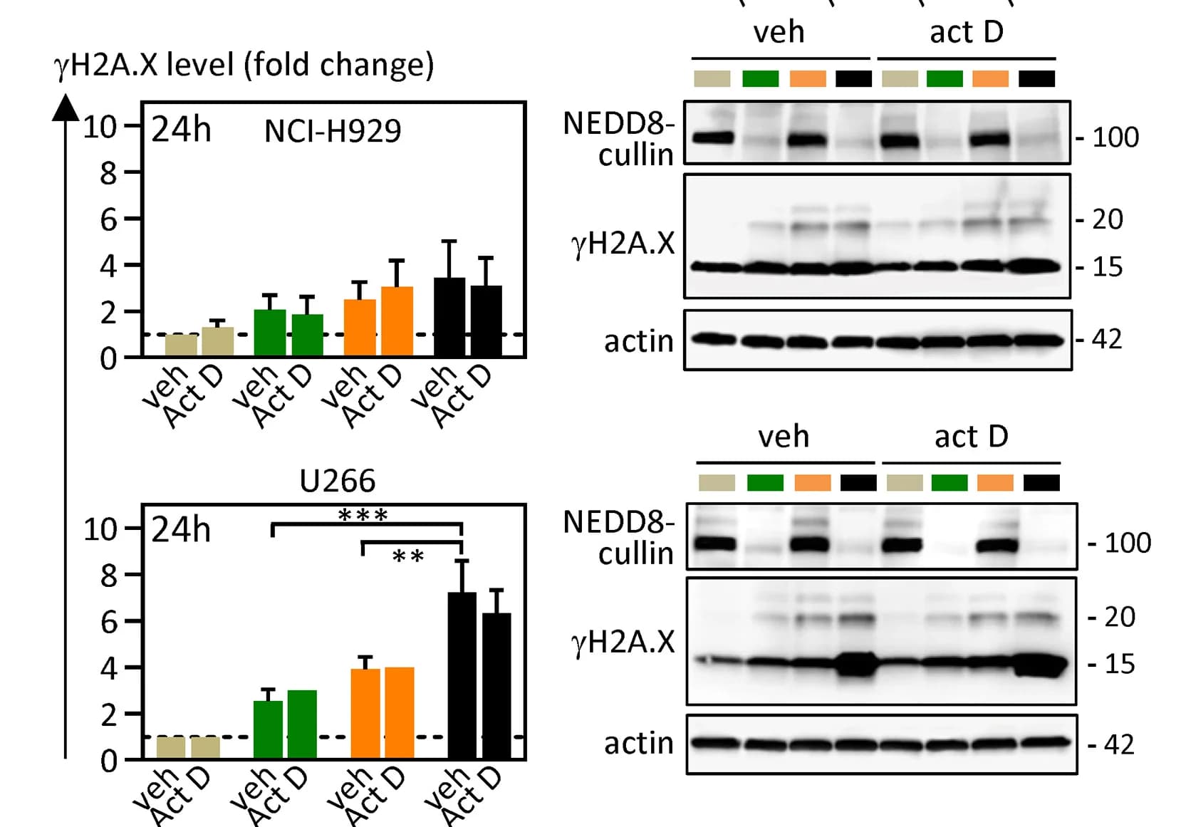 Open access visualization of Bar Plot, Error Bars, Gel, NCI-H929 Cells, U266 Cells