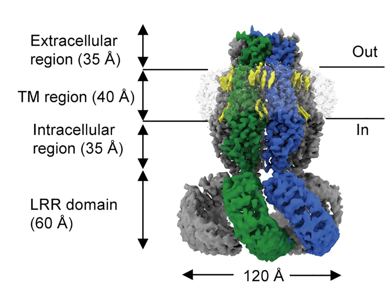 Open access visualization of Protein Structure, Cryo-EM, Density Map, HsLRRC8A, Membrane
