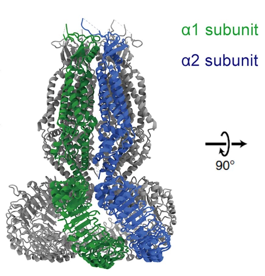 Open access visualization of Protein Structure, HsLRRC8A, Structure, Membrane