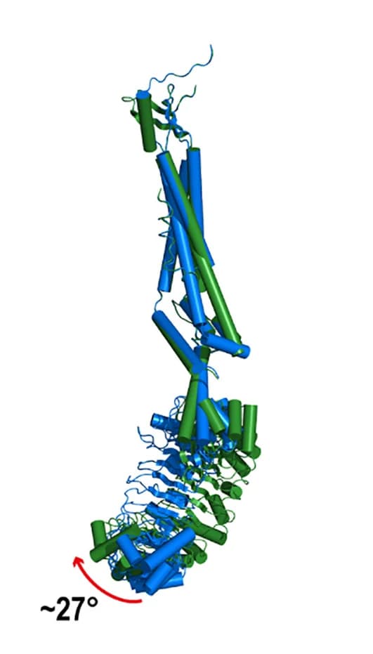 Open access visualization of Protein Structure, LRRC8A, Subunits, Asymmetric Unit, Transmembrane Helices