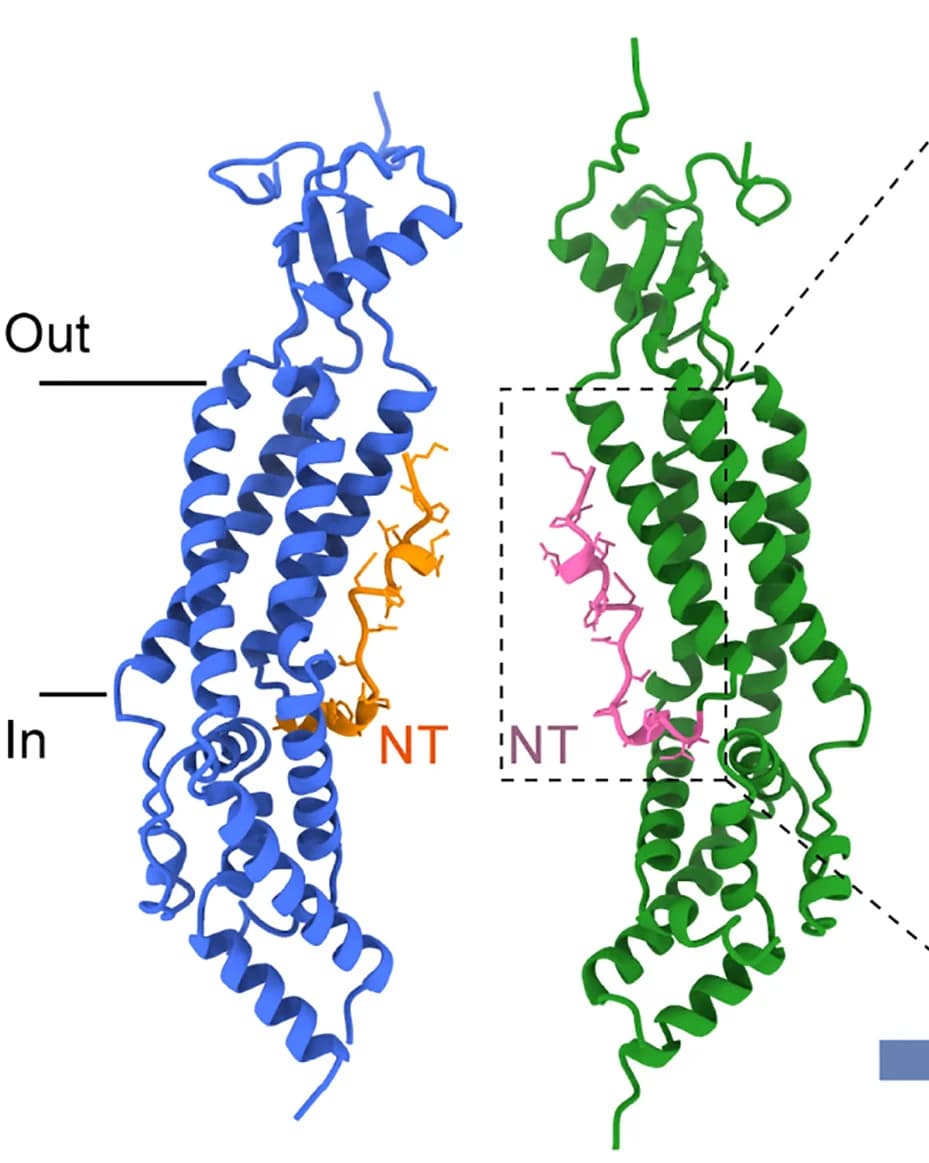 Open access visualization of Protein Structure, Pore Domain, HsLRRC8A, NTs, Subunits