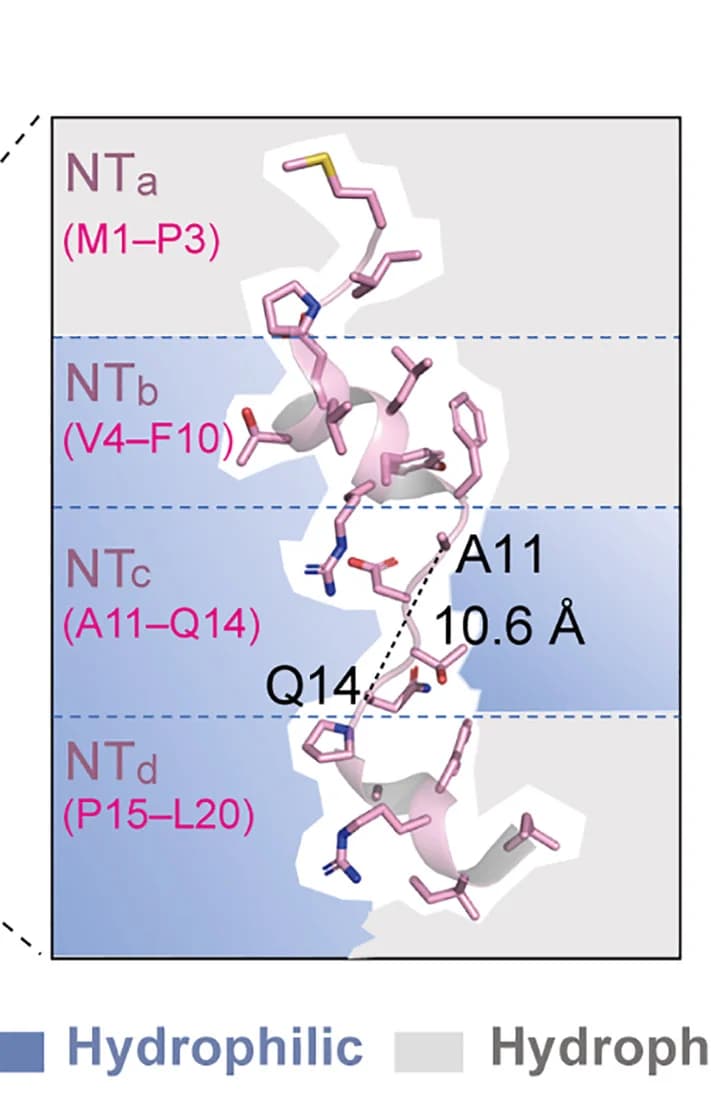 Open access visualization of Protein Structure, Chemical Structure, NT, Subsegments, Chemical Properties
