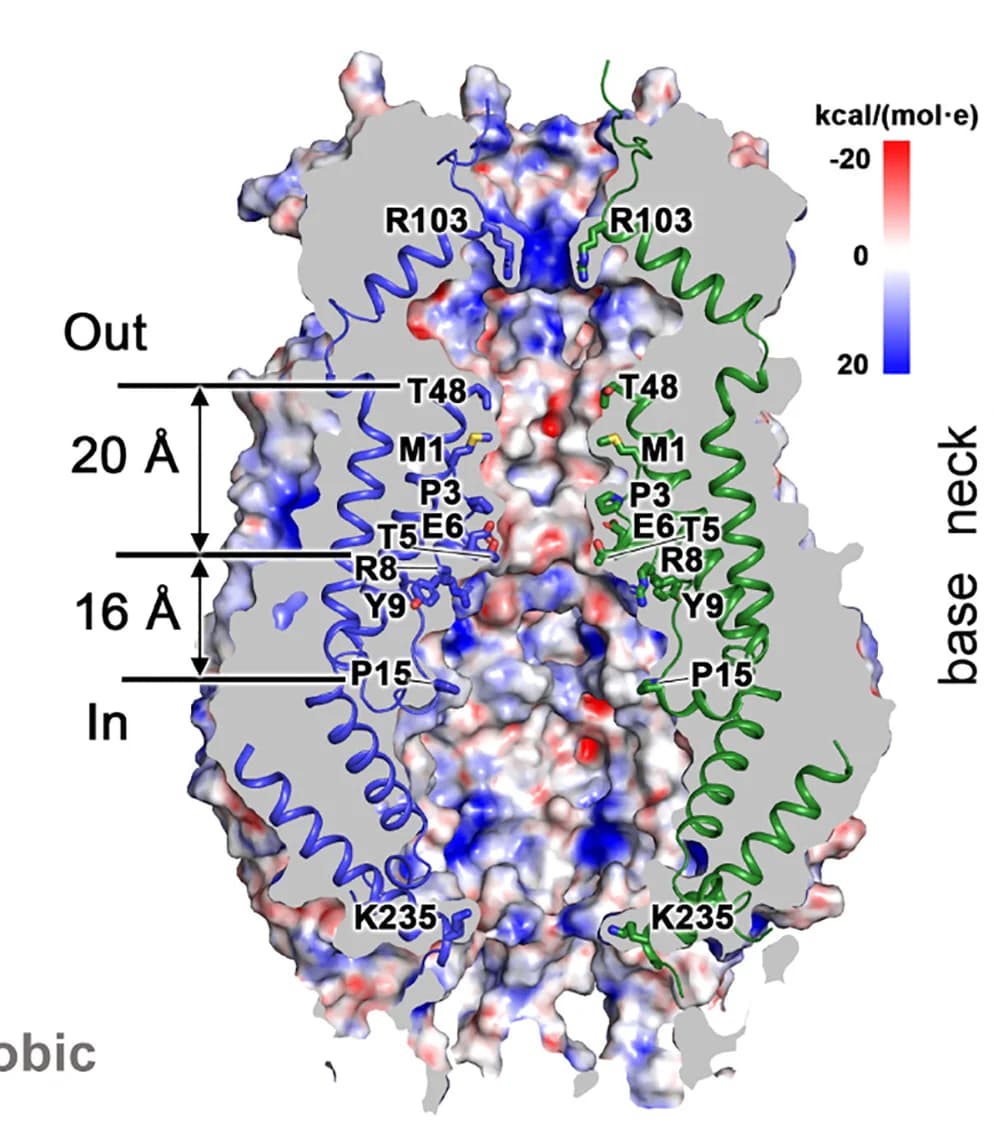 Open access visualization of Protein Structure, Electrostatic Potential, Channel Pore, Molecular Surface, Residues
