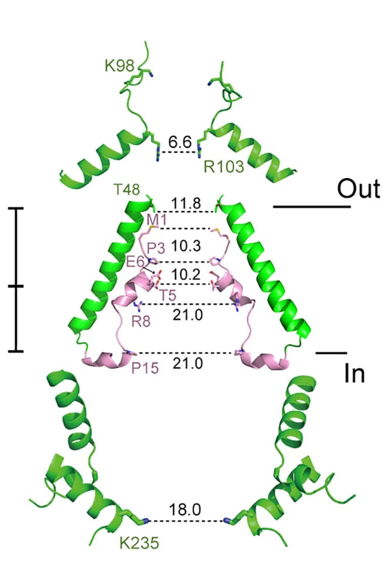 Open access visualization of Protein Structure, Chemical Structure, Pore-lining, NT, TM1