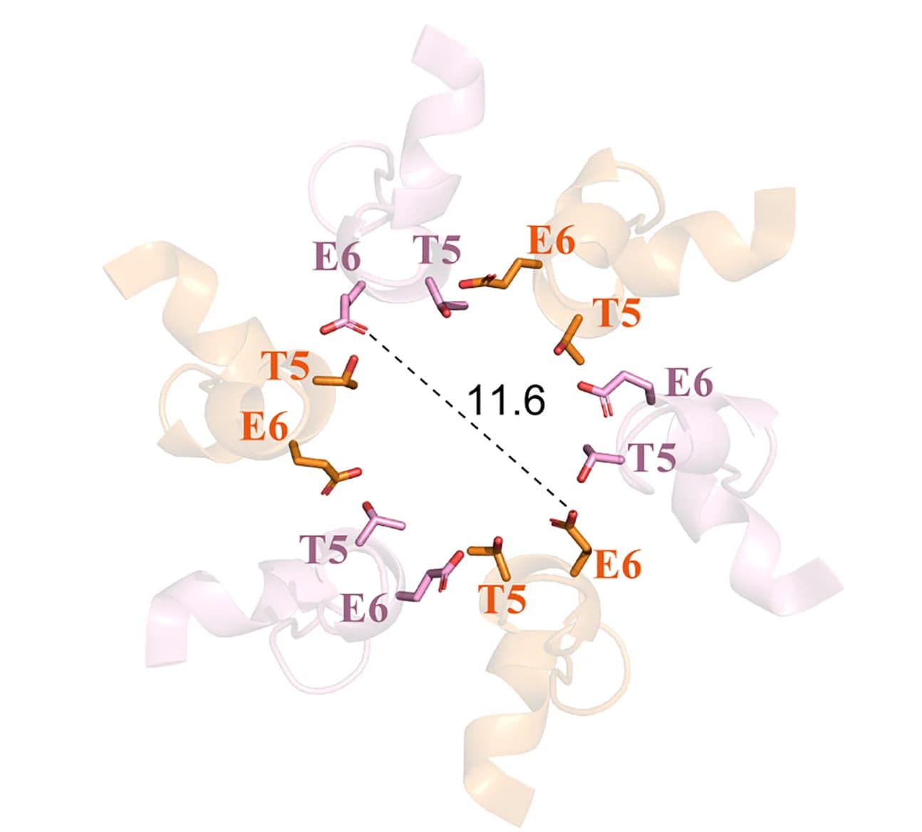 Open access visualization of Protein Structure, Chemical Structure, Pore, T5/E6, Extracellular Side