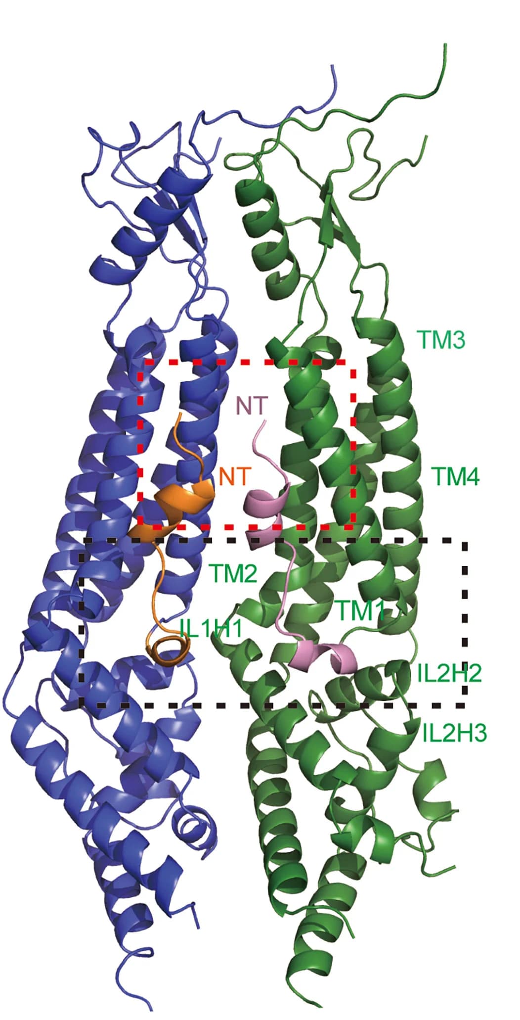 Open access visualization of Protein Structure, Chemical Structure, LRRC8A, Pore Domains, Membrane Plane