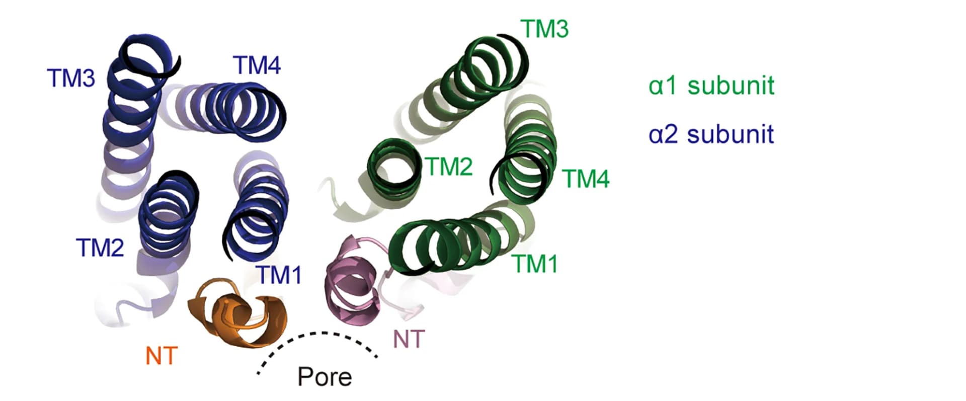 Open access visualization of Protein Structure, 3D Plot, LRRC8A, Pore Domains