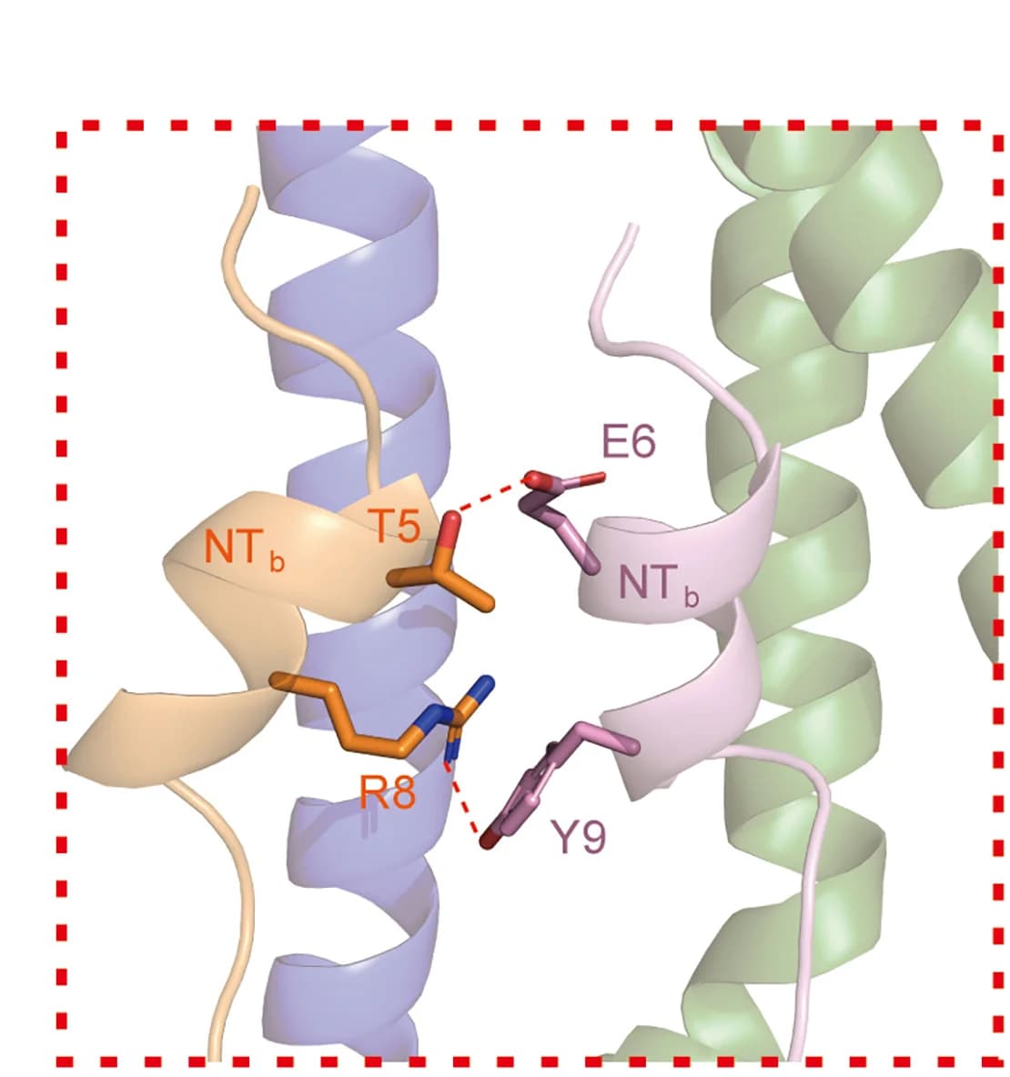 Open access visualization of Protein Structure, Polar Interactions, NTb Subsegments