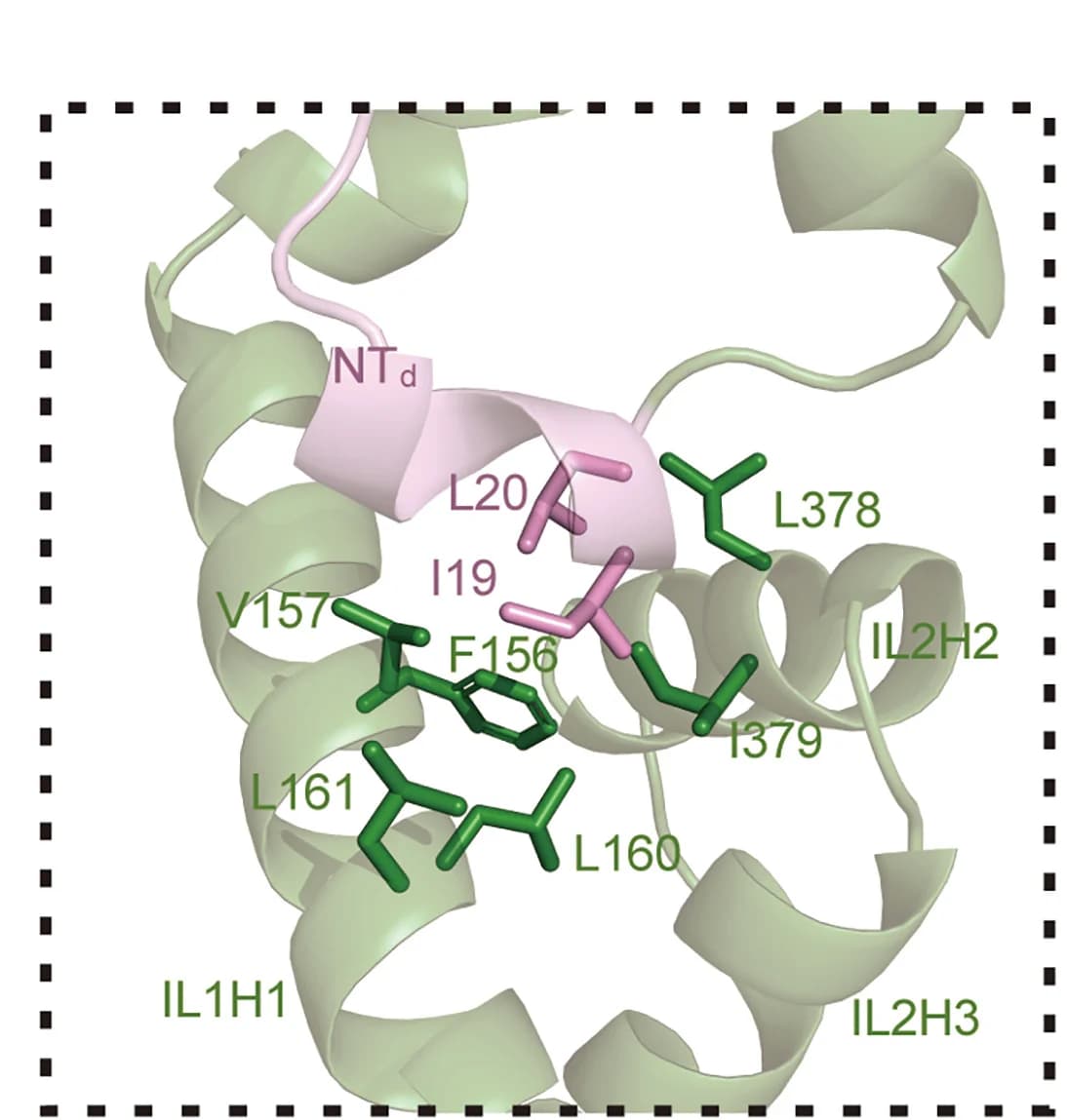 Open access visualization of Protein Structure, Chemical Structure, Non-Polar Interactions, NTd, Intracellular Loops