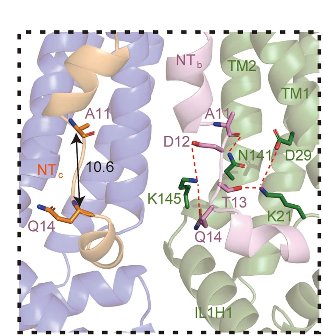 Open access visualization of Protein Structure, Chemical Structure, Polar Interactions, NTc, TMs