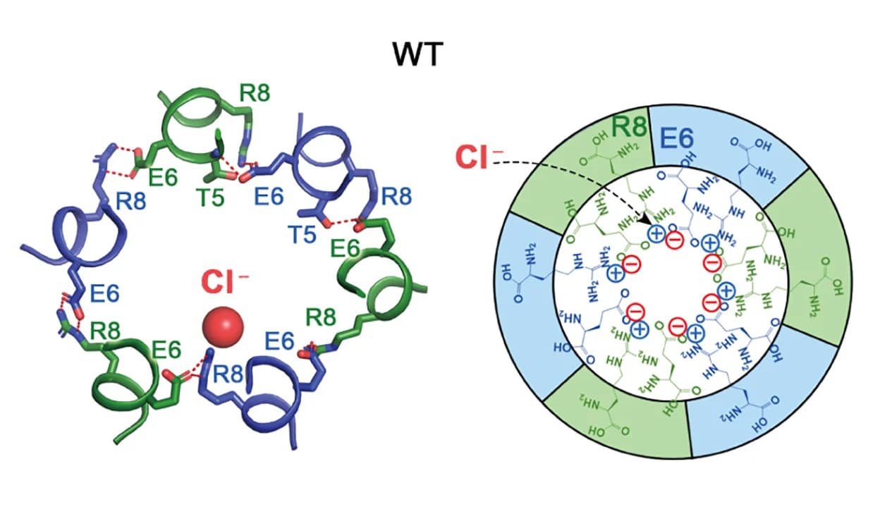 Open access visualization of Illustration, Chemical Structure, Chloride Binding, E6/R8 Pairs, HsLRRC8A
