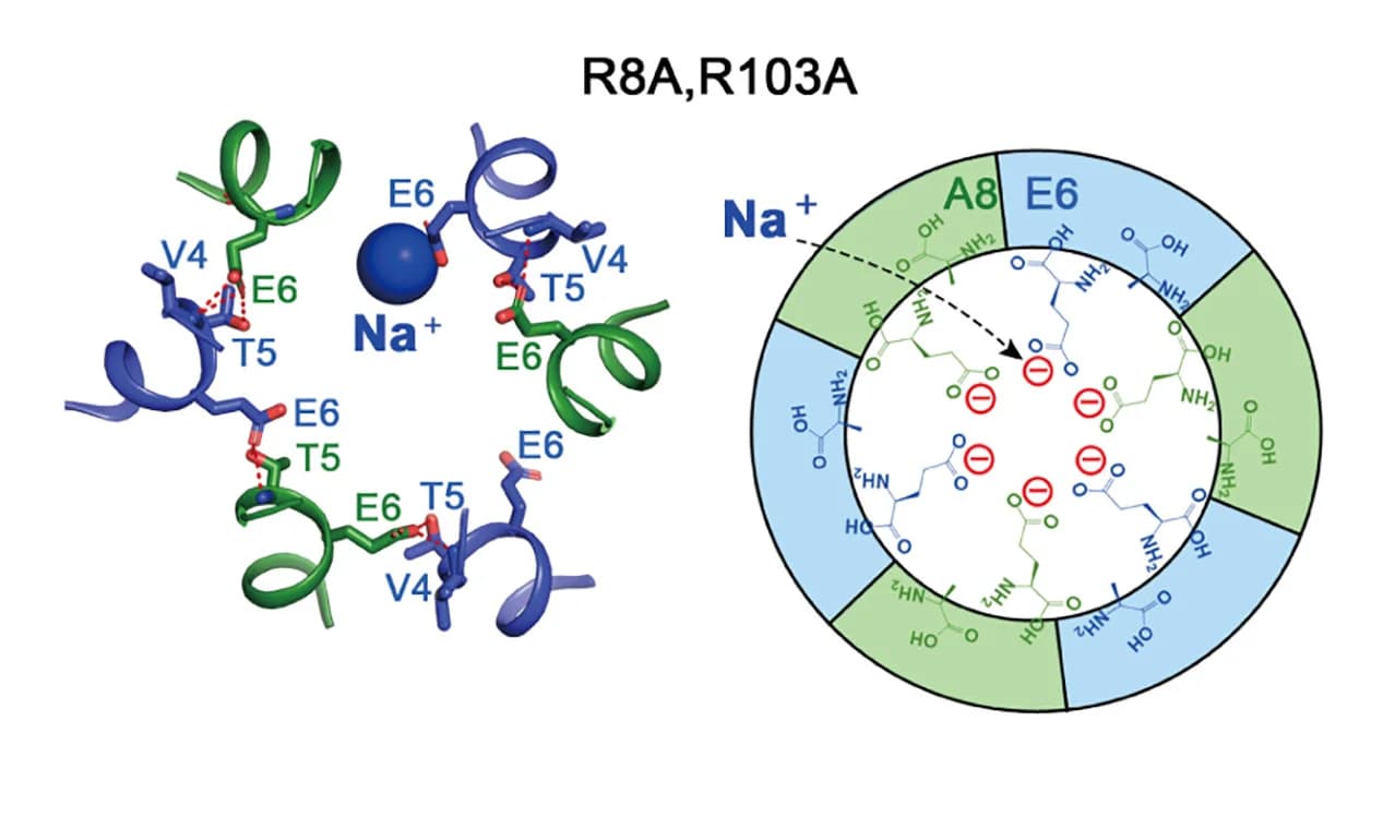 Open access visualization of Protein Structure, Illustration, Sodium Binding, E6, HsLRRC8AR8A, R103A Mutant