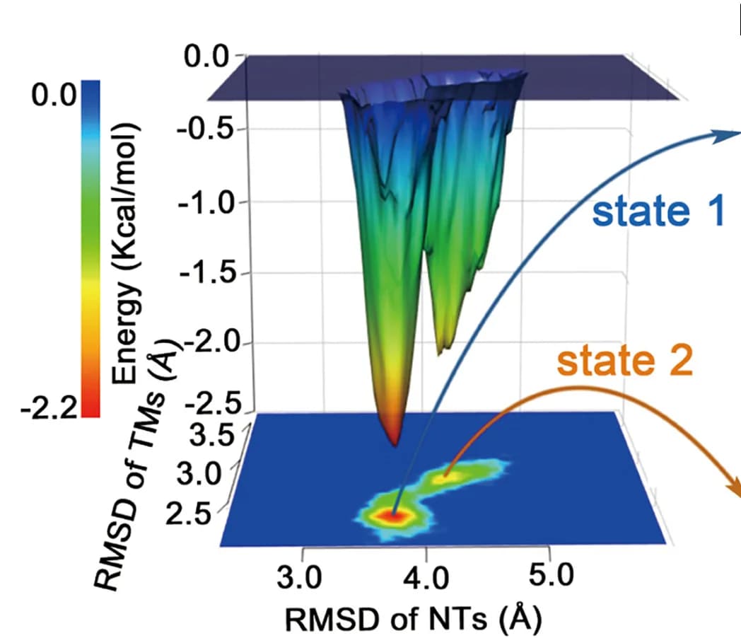 Open access visualization of 3D Plot, Free-energy Landscapes, RMSD, NTs, TMs
