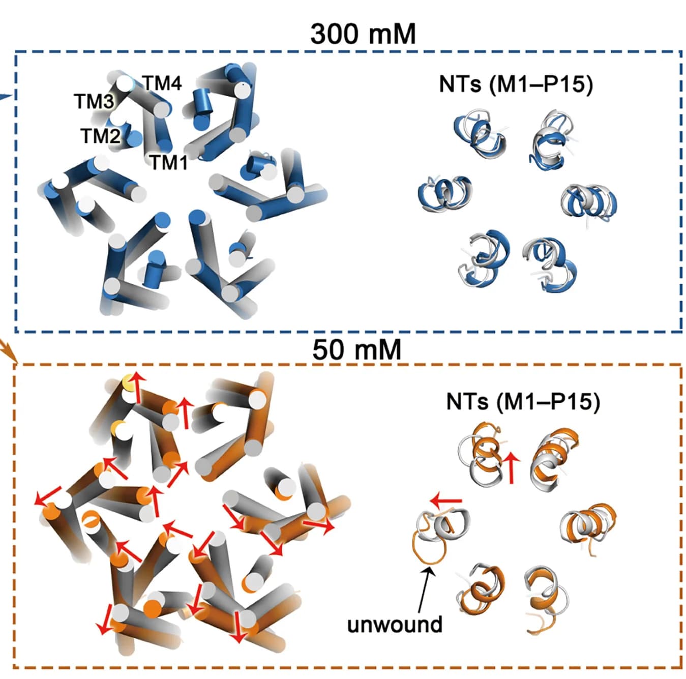 Open access visualization of Protein Structure, Chemical Structure, Snapshot, TMs, NTs
