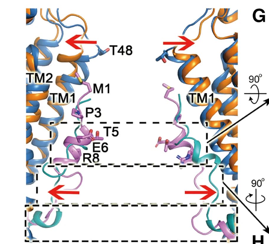 Open access visualization of Protein Structure, Chemical Structure, Superimposition, Pore-Lining TMs, NTs